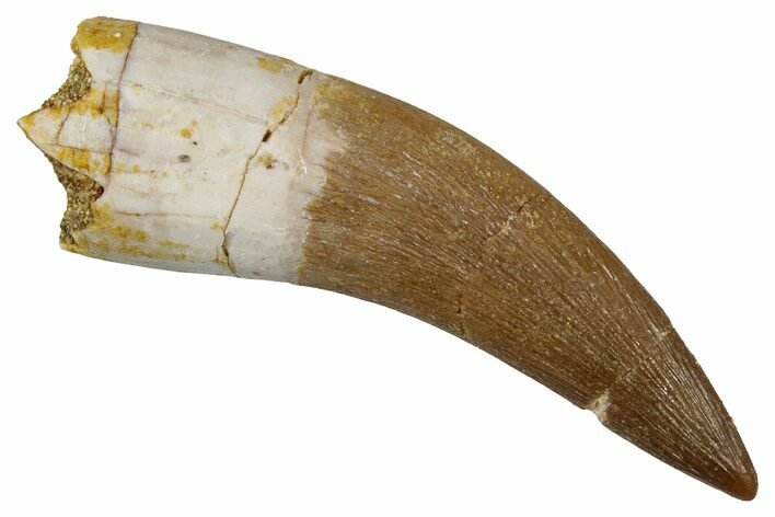 Fossil Plesiosaur (Zarafasaura) Tooth - Morocco #354721